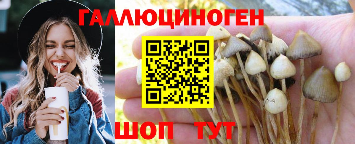 Михайловск  Галлюциногенные грибы Psilocybe  Вход с VPN 